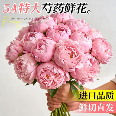 5A特级芍药鲜花云南直发不活包补