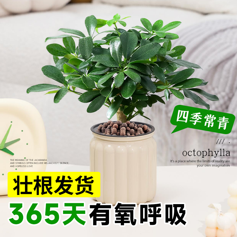 水培植物鸭脚木桌面八方来财盆栽