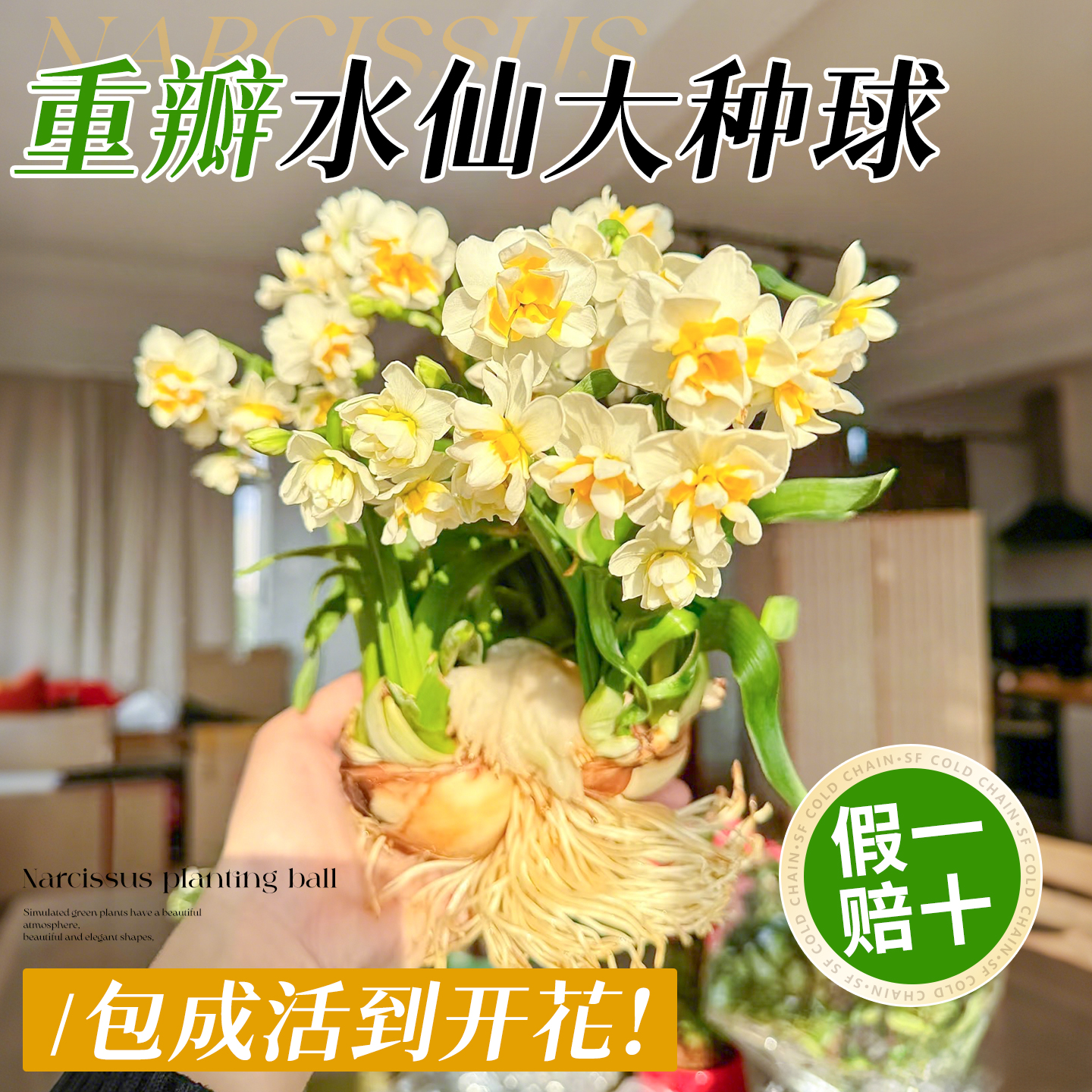 特级漳州水仙种球【包活到开花】