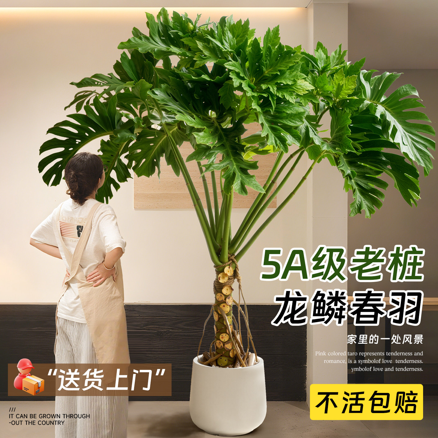 龙鳞春羽盆栽大型老桩大型绿植物高级感客厅室内办公室大气好养活,鲜花速递/花卉仿真/绿植园艺,大型绿植/成品组合盆栽,淘宝优惠券,粉丝福利购,淘宝优惠卷