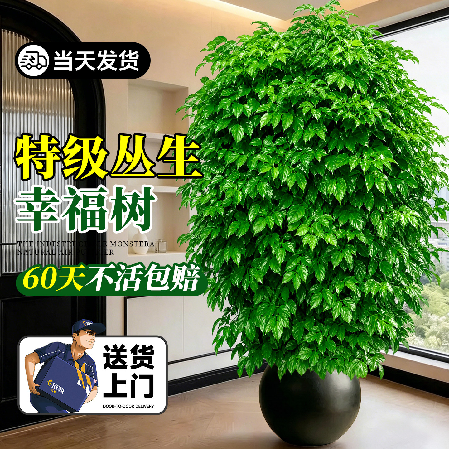 幸福树客厅大盆栽丛生老桩室内外大型绿植除甲醛净化空气四季常青