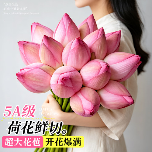 荷花鲜花超大花苞现采现发
