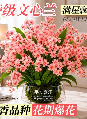 兰花文心兰浓香带苞室内绿植好养