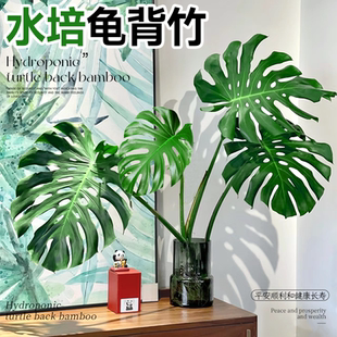 龟背竹水培植物盆栽室内客厅大叶老桩绿植办公室大型天堂鸟好养活