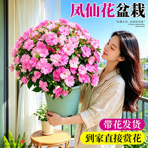 凤仙花盆栽花期超长晒太阳就爆盆
