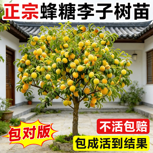 正宗蜂糖李子树苗包成活到结果