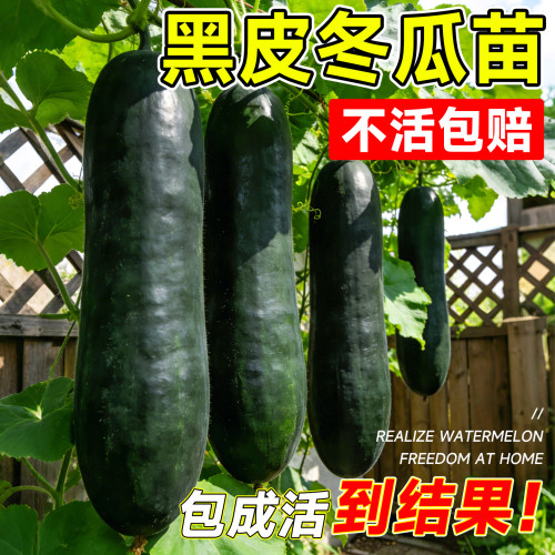 黑皮冬瓜高产大苗包结果包对版
