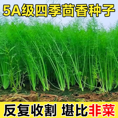 茴香菜种籽四季蔬菜种子高产香菜