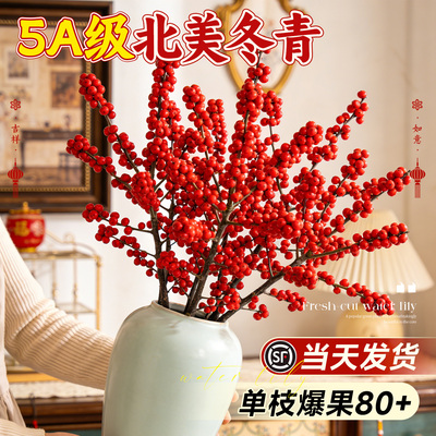 5A级北美冬青爆果发货不活包补