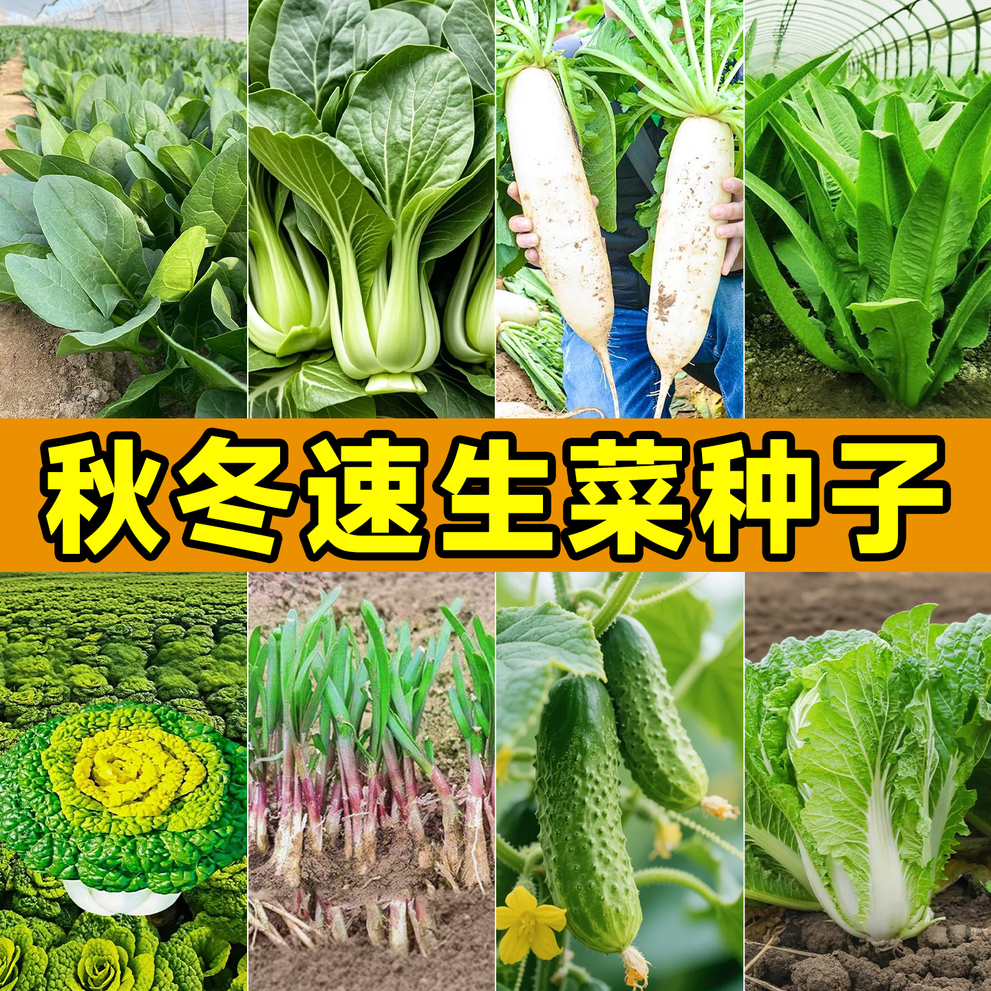 蔬菜种子种籽菜籽苗适合秋天种的菜四季生菜香菜大全8月份八籽种