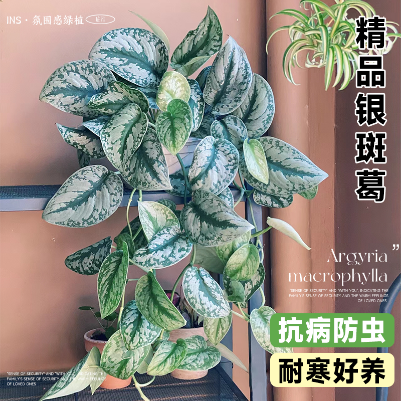 大叶银斑葛水培垂吊绿植桌面盆栽