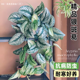 大叶银斑葛小叶水培室内垂吊绿植长藤花绿萝植物办公室桌面盆栽
