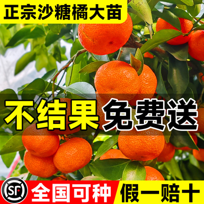【5A级正宗广西砂糖橘】当年结果