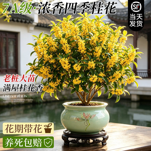 【花期带花】浓香型四季桂花盆栽