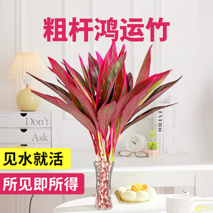 鸿运竹紫竹水培植物办公室内桌面好养懒人绿植富贵转运竹水培带根