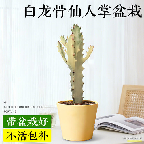白龙骨仙人掌盆栽桌面绿植