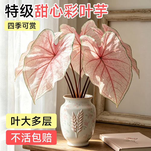 彩叶芋盆栽室内植物办公室绿植四季好养甜心白色恋人客厅盆景