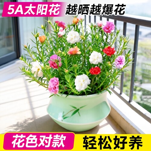 临雅重瓣太阳花大花四季开花