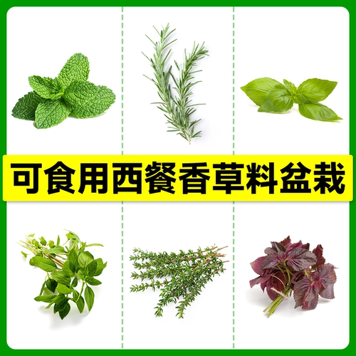 多品种香草盆栽餐厅客厅