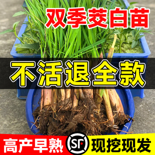 茭白苗種雙季 早熟高產高筍野茭白苗子室外綠植蔬菜種子籽 種苗四季
