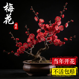 梅花盆栽树苗老桩盆景阳台庭院原生红梅四季耐寒腊梅浓香花卉绿植