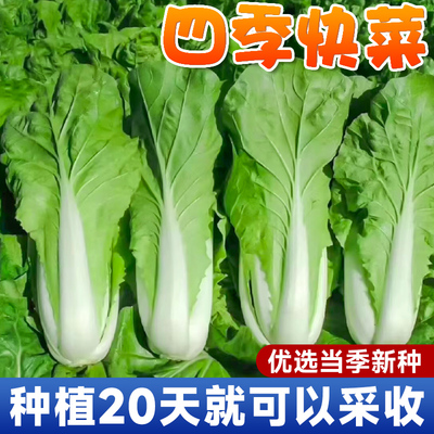 奶油快菜种子3天发芽20天开吃