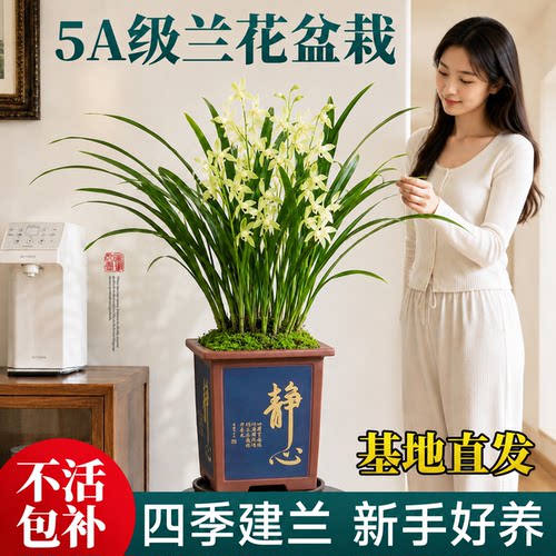 【基地直发】特级兰花不活包补