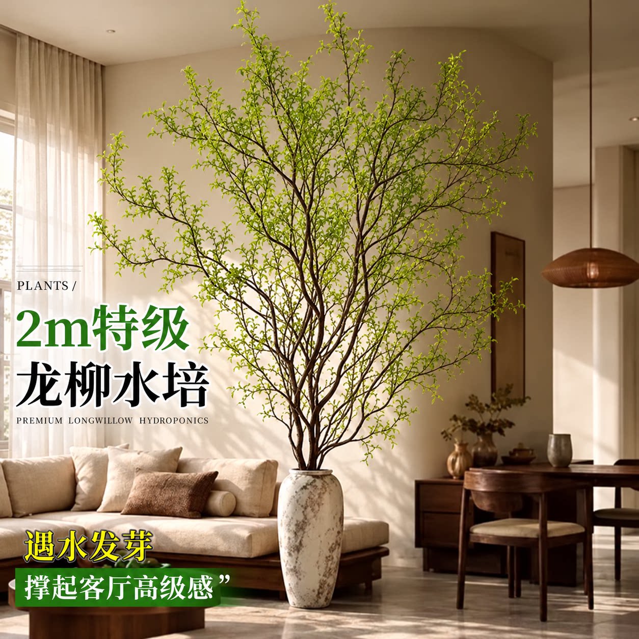 龙柳鲜枝水培植物干枝带花苞柳条枝客厅桌面绿植花卉室内盆栽好养
