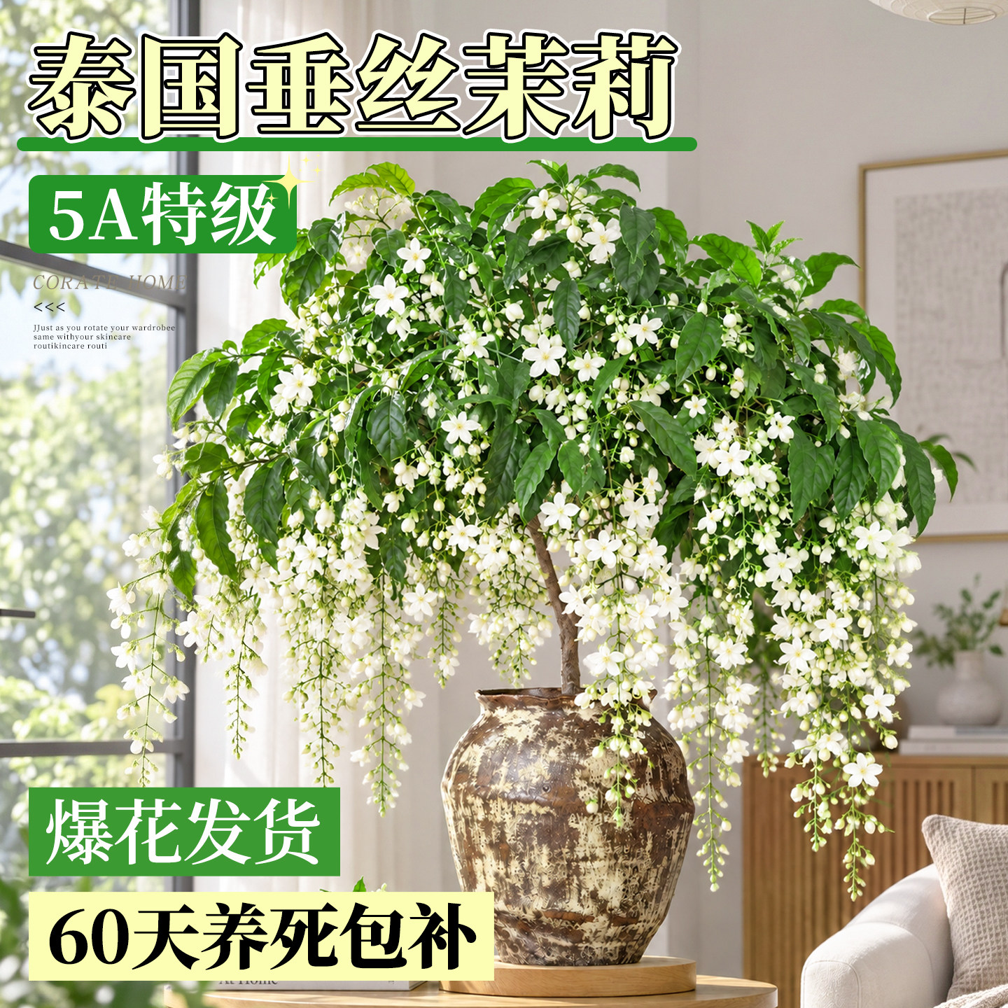 垂丝茉莉盆栽带花苞老桩绿植阳台四季开花垂吊植物懒人适合养的花