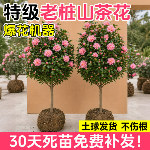 山茶花树苗四季开花带花苞好养活