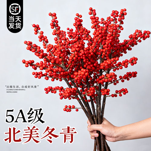 【当天发货】北美冬青红果鲜切花