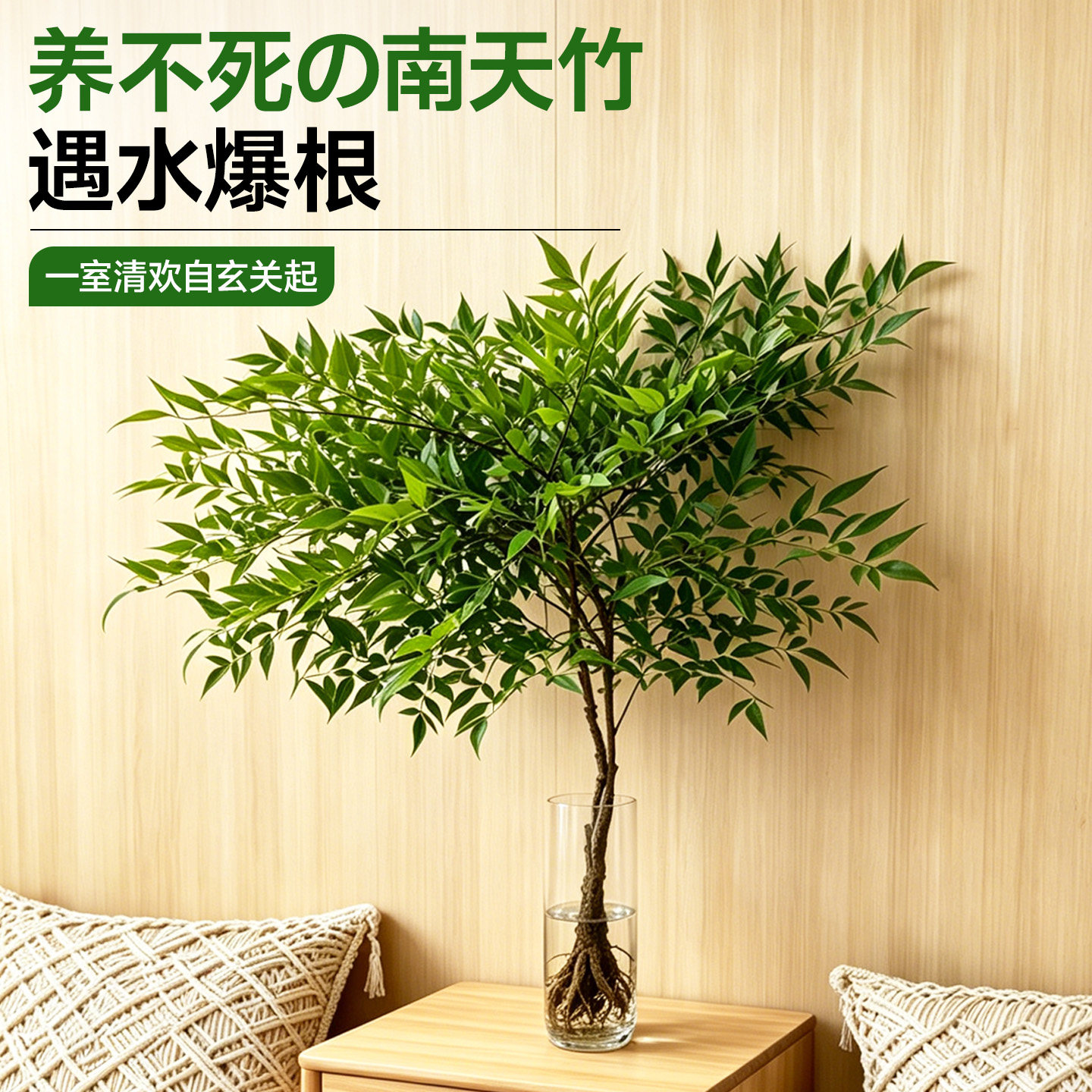 南天竹水培带根植物盆栽室内客厅摆件庭院绿植特大号树苗很好养活