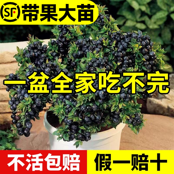 蓝莓树果苗盆栽车厘子种植水果蓝梅树苗客厅花卉耐寒耐旱好养四季 鲜花速递/花卉仿真/绿植园艺 果树 原图主图