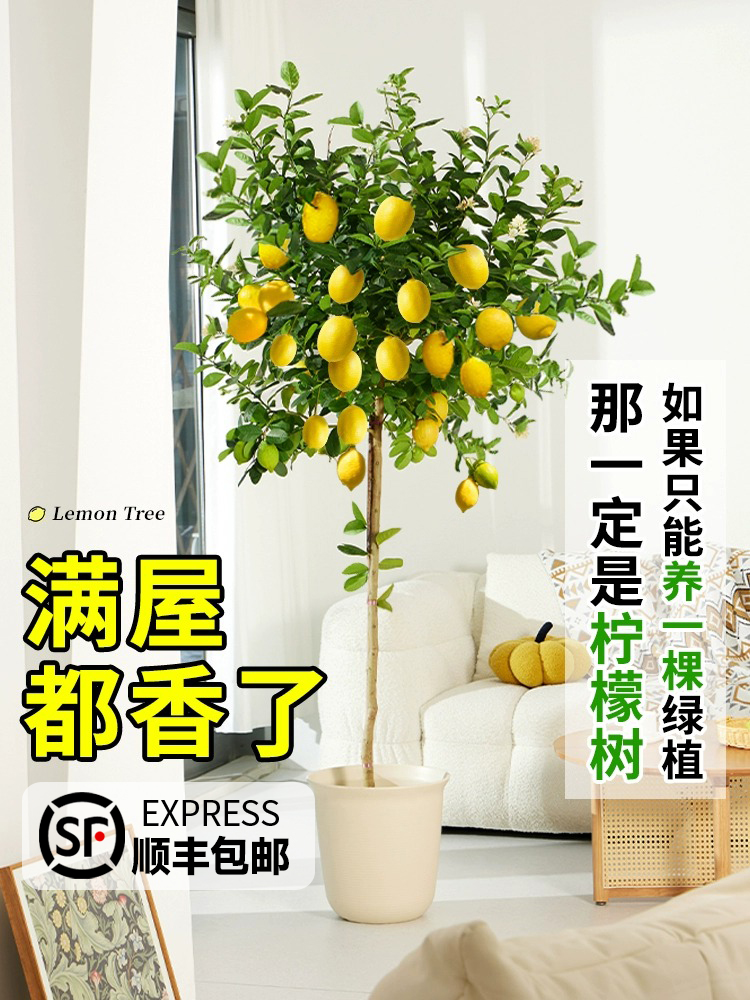 香水柠檬树盆栽绿植大型室内客厅落地植物阳台四季好养带果禄花卉