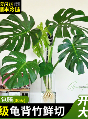 大叶龟背竹水培老桩桌摆水养绿植物高级感客厅旺宅四季好养除甲醛