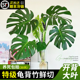 大叶龟背竹水培老桩桌摆水养绿植物高级感客厅旺宅四季好养除甲醛