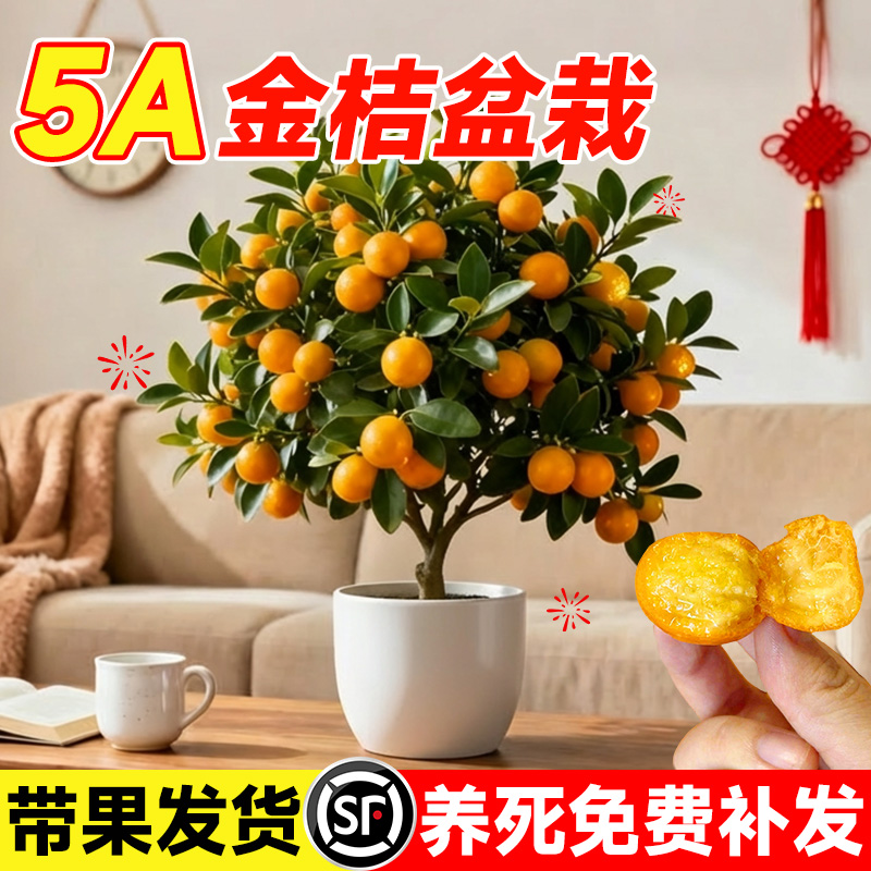 5A级带果金桔树盆栽不对版包赔