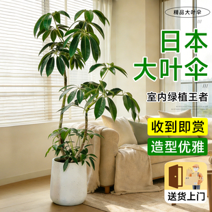 日本保罗大叶伞落地老桩大型绿植盆栽高端大气室内办公室客厅好养