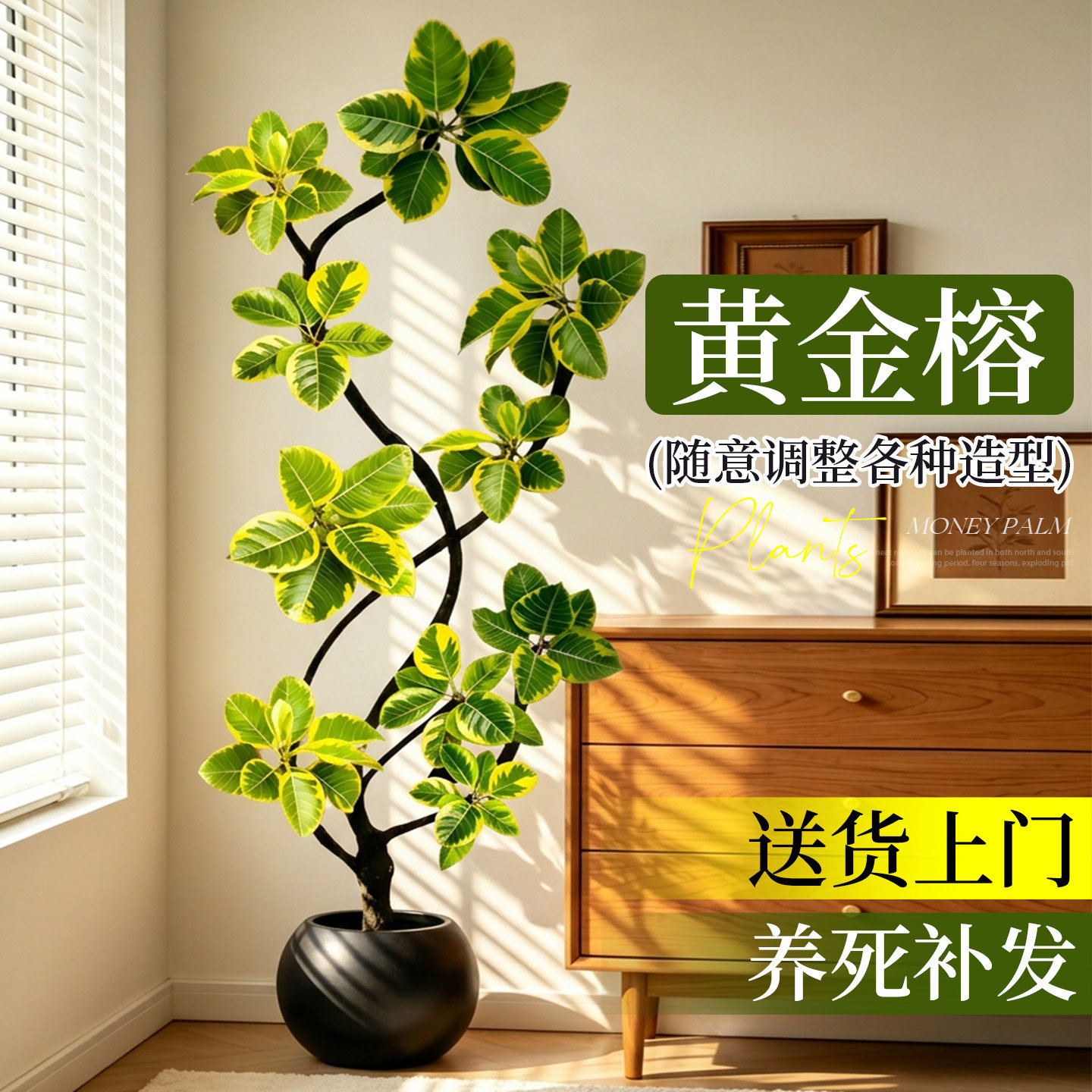 黄金榕盆栽客厅室内好养活老桩树苗高级大气上档次落地大型绿植物