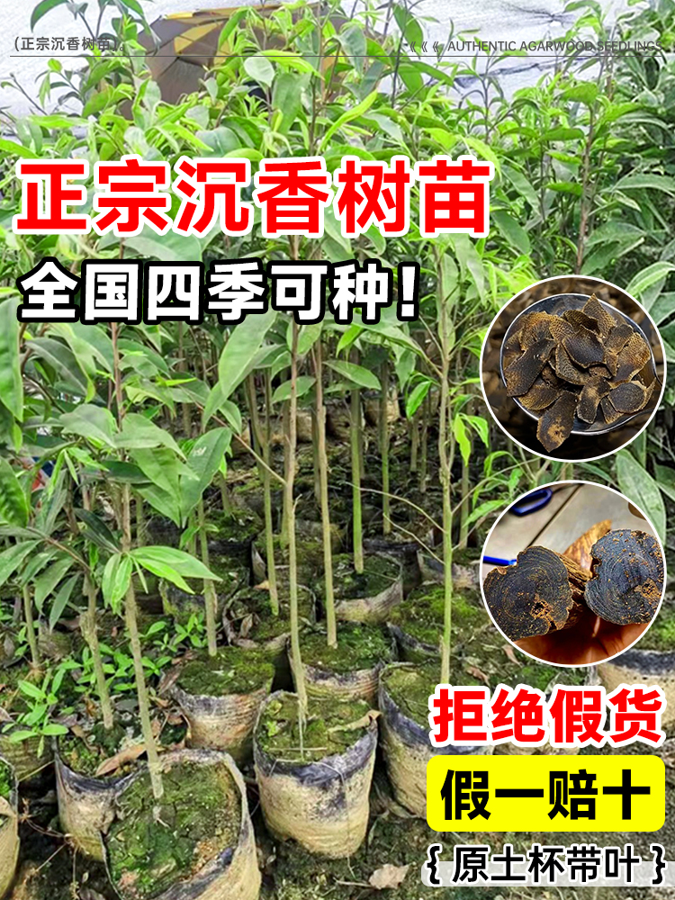 正宗奇楠海南沉香树苗盆栽金丝楠木小叶紫檀庭院十大名贵树苗大全