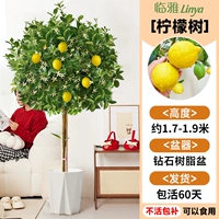 [Не дефолиирующий и неживой] Лимонное дерево высотой около 1,7-1,9 метра + горшок с алмазной смолой [много ветвей и много результатов] бесплатный шелк кокосовой пальмы + поднос + удобрение