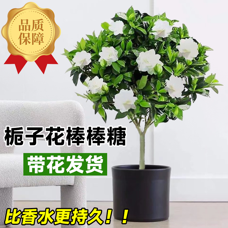 栀子花棒棒糖四季开花浓香型花卉