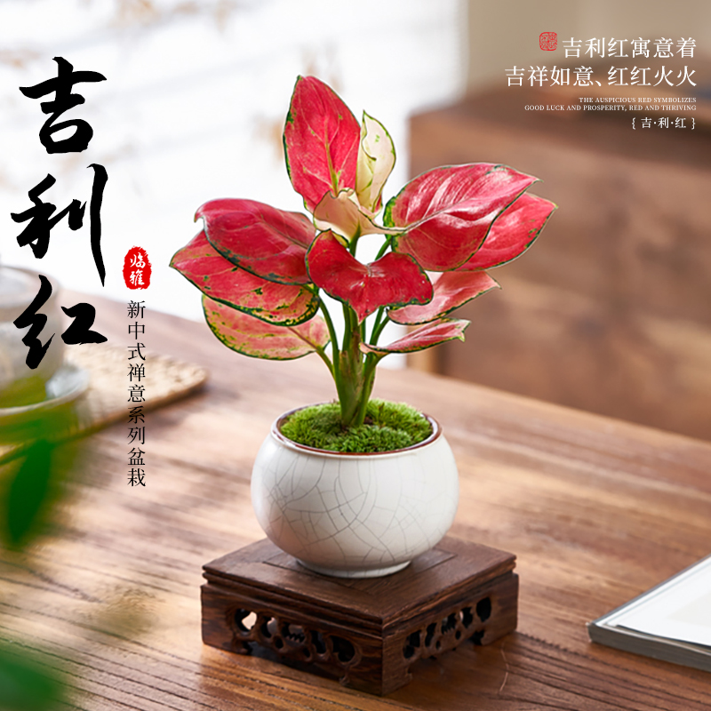 精品吉利红盆栽大棵如意皇后办公室桌面绿植好养活四季开花卉植物