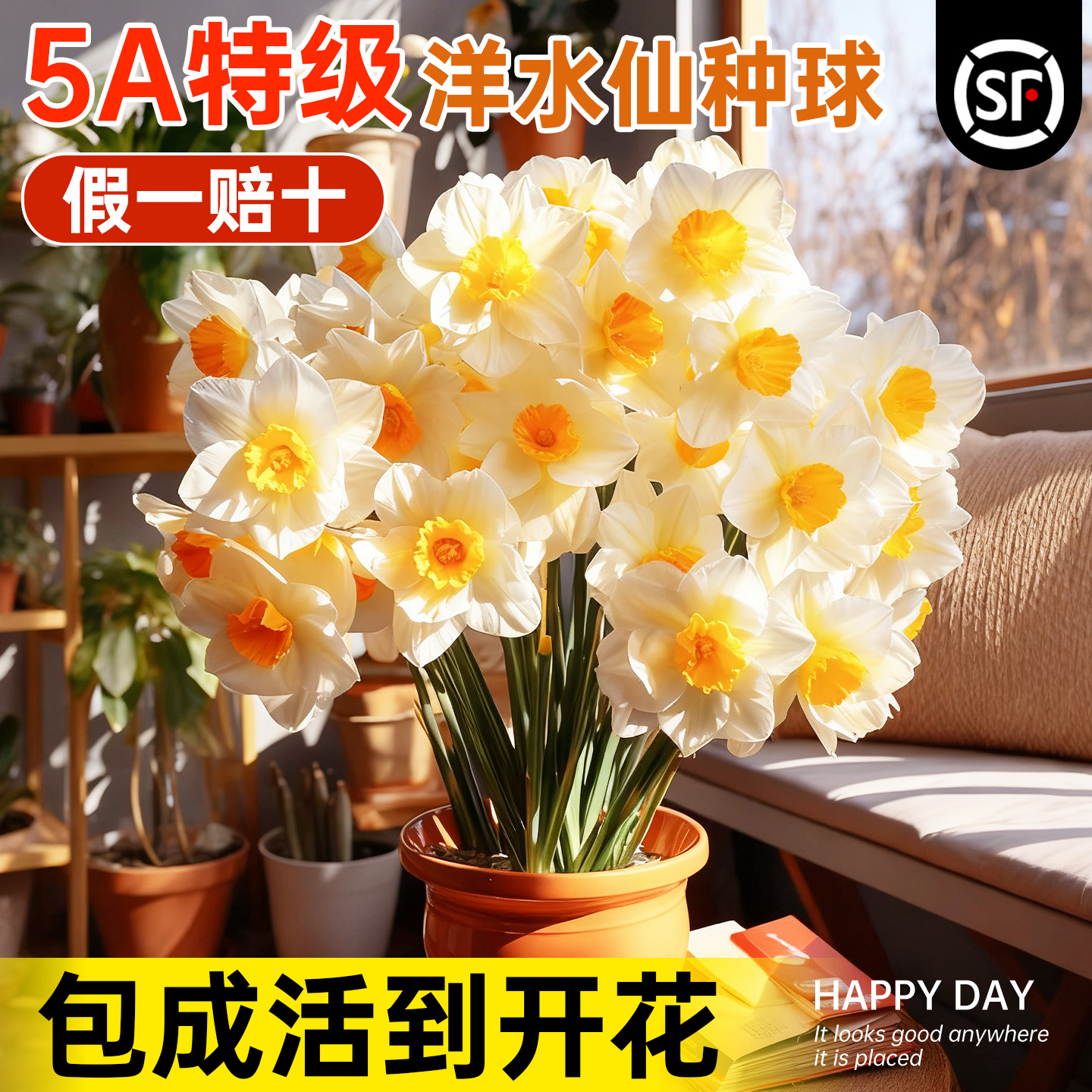 5A特级洋水仙带芽种球包开花对版