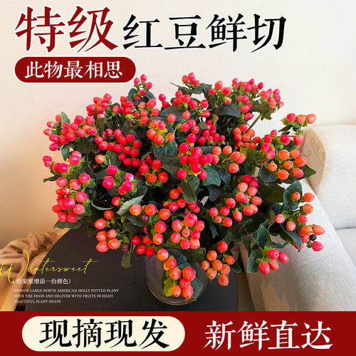 【特级相思豆】顺丰包邮鲜切现发