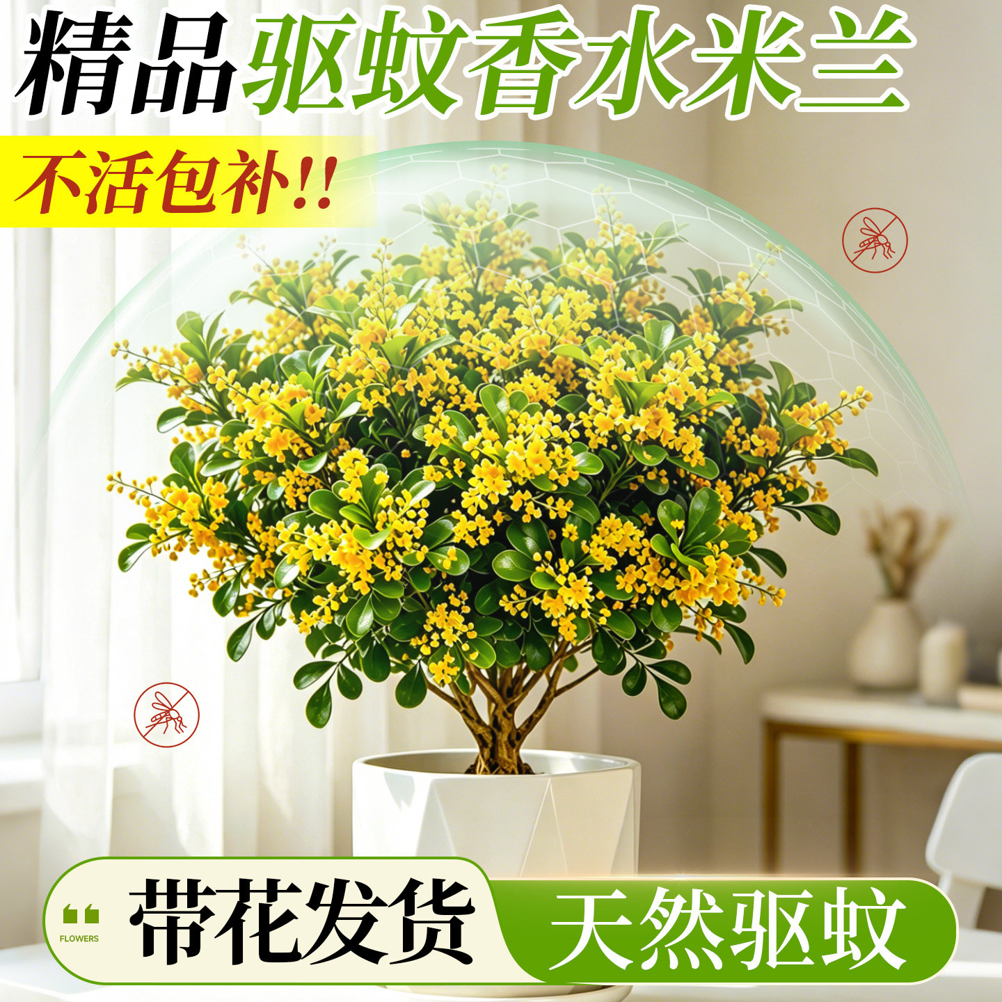 香水米兰花盆栽室内外客厅桌面驱蚊驱虫绿植物浓香型花卉茉莉花苗