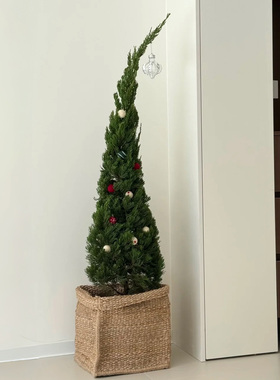 圣诞树真树龙柏松柏树苗盆栽室内客厅大型绿植物落地摆件户外庭院