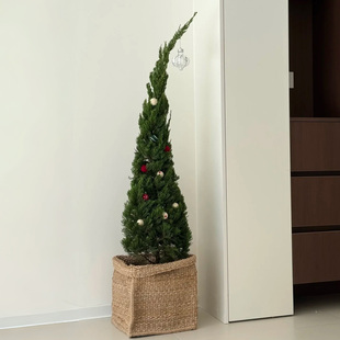 圣诞树真树龙柏松柏树苗盆栽室内客厅大型绿植物落地摆件户外庭院