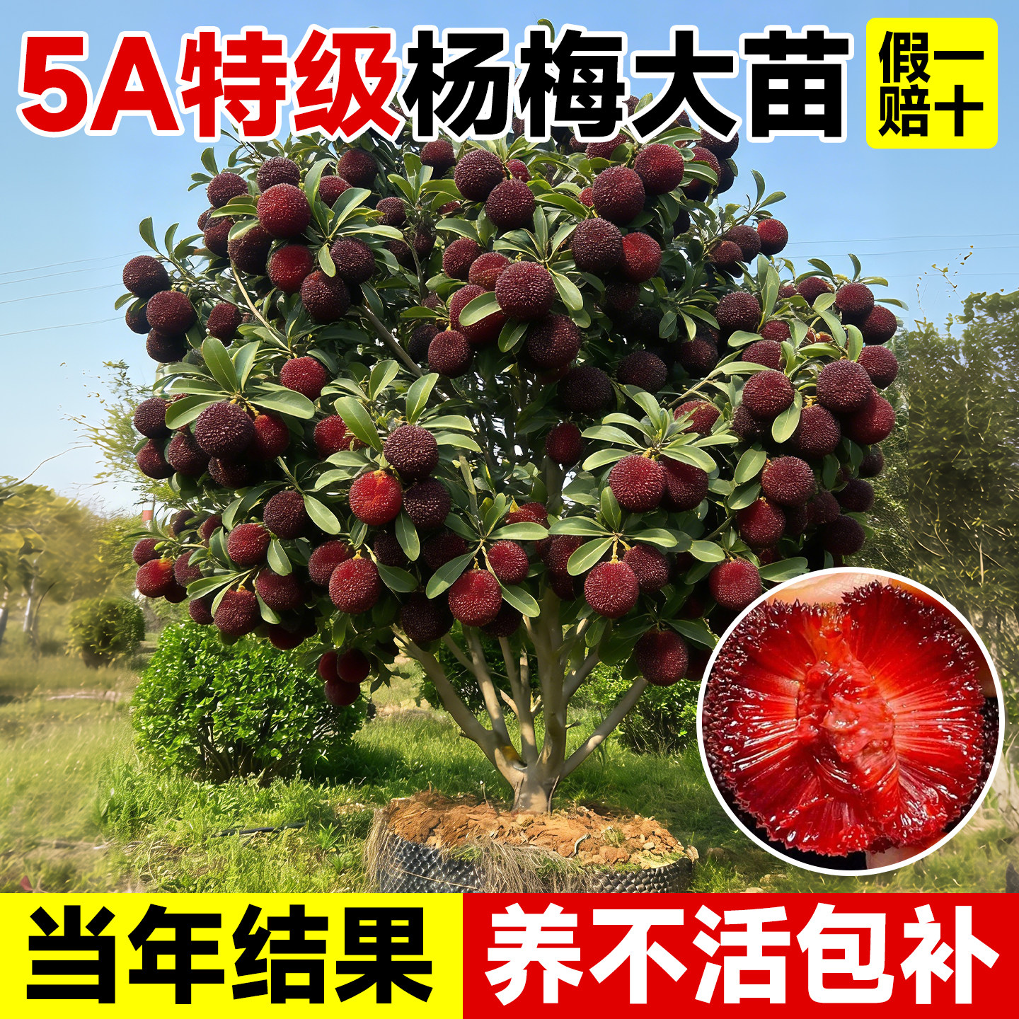 东魁特大杨梅树苗正宗仙居杨梅树嫁接苗南北方种植盆地栽当年结果