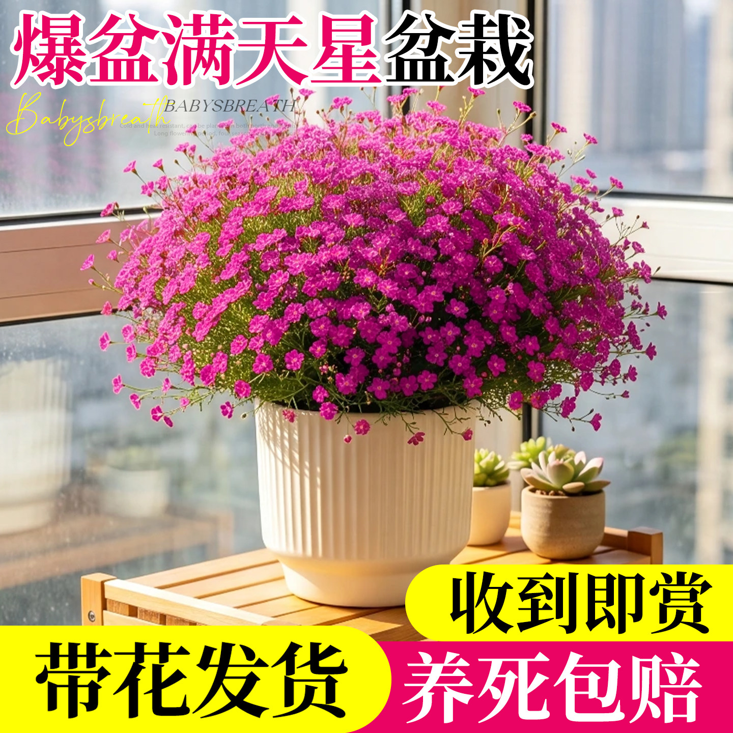 满天星盆栽带花苞花苗室内好养活图片